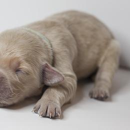 Golden Retriever Puppies from Kruger Family Breeders
