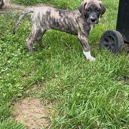 Great Dane Puppies from K&A Danes