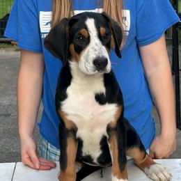 Purple Girl - Black, white and red female Greater Swiss Mountain Dog puppy in Lower Burrell, Pennsylvania from Polyanna’s GSMD