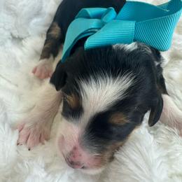Teal collar female - Tri-color female Bernedoodle puppy in Mc Henry, Maryland from TLC by the Lake Standard Poodle and Doodles
