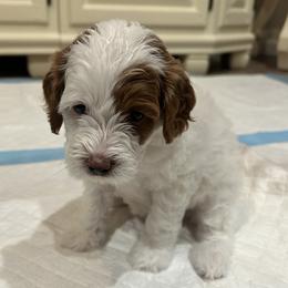 Maple - Parti female Goldendoodle puppy in Mesa, Arizona from AZ River Doodles