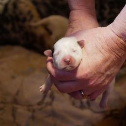 Love - Blue mottled female Australian Cattle Dog puppy in Buffalo Valley, Tennessee from Buffalo Valley Breeders