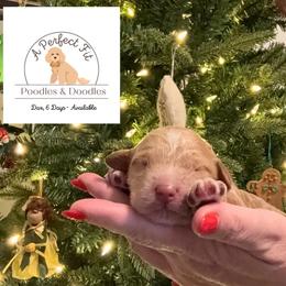 Dax - Apricot male Goldendoodle puppy in Lake Charles, Louisiana from Perfect Fit Poodles & Doodles