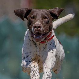 German Shorthaired Pointers from Tiner GSP’s LLC