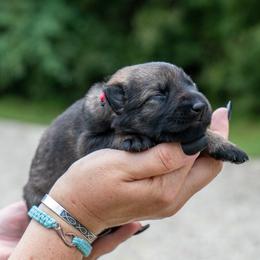 Red - Sable female German Shepherd puppy in Hammond, Louisiana from Von LaMarca German Shepherds