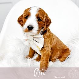Arlo - Red  male Goldendoodle puppy in Mahomet, Illinois from Jordan Family Doodles