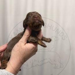 Boy - Black and tan male Dachshund puppy in Rockton, Illinois from K&M Dachshunds