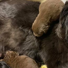 Golden Retrievers and Newfoundlands from Horner Newfoundlands and Golden Retrievers