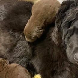 Golden Retrievers and Newfoundlands from Horner Newfoundlands and Golden Retrievers