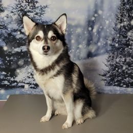 Khaleesi - Pomsky