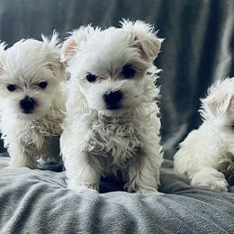 Maltese puppies from Rockin Rivers AKC Maltese & Malshi's