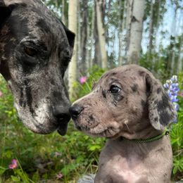 Great Danes from Delta Danes