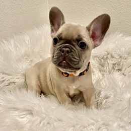 "Hello I'm Lola" French Bulldog Puppies from JungleCity Frenchies