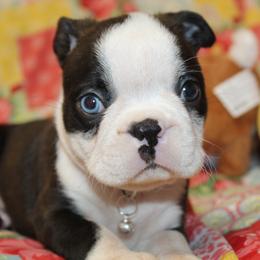 Photos coming soon Tito - Black brindle and white male Boston Terrier puppy in Brooksville, Florida from Delamorés Pups