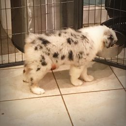 Australian Shepherd Puppies from Cahaba Australian Shepherds
