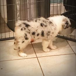 Australian Shepherd Puppies from Cahaba Australian Shepherds