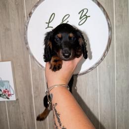 Crumpet - Black and tan male Dachshund puppy in Maidsville, West Virginia from L&B Lowriders