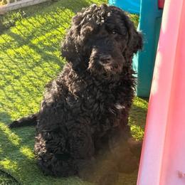 Ham - Phantom male Goldendoodle puppy in Everett, Washington from Pawlydoodles