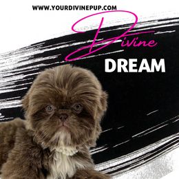 Dream - Shih Tzu