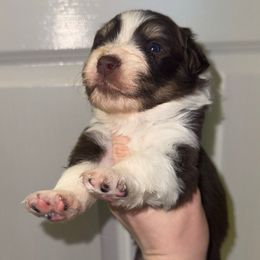 Ziti - Red tri-color male Australian Shepherd puppy in Anniston, Alabama from All Hale Aussies