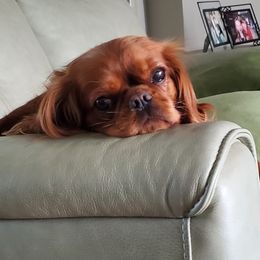 Sadie - Cavalier King Charles Spaniel