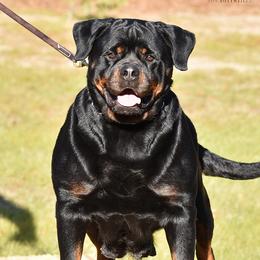 Herra - Rottweiler