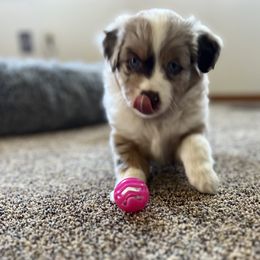 Miniature Australian Shepherd and Toy Australian Shepherd Puppies from Columbia Coast Toy & Mini Aussies