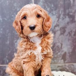 Gabriel - Apricot male Goldendoodle puppy in Pasco, Washington from Camp Doodle Woods
