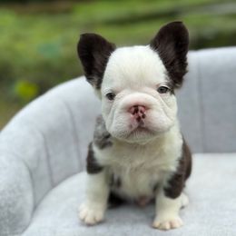 Bolt - Tricolors male French Bulldog puppy in Garland, Texas from Brewer's Doodles and French Bulldogs