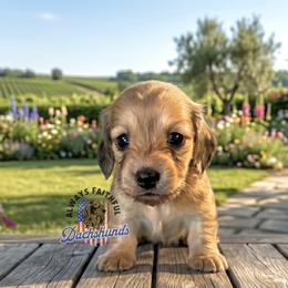 AFDs Audrey - Cream female Dachshund puppy in Waverly, Ohio from Always Faithful Dachshunds