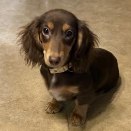 Bea - Dachshund