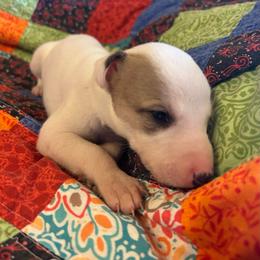 Angel - White and fawn female Whippet puppy in Oneida, Tennessee from Saving Grace