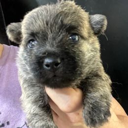 Dorothy Girl 1 - Brindle female Cairn Terrier puppy in Bigfork, Minnesota from Dachshunds Up North