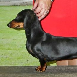 Marvel  - Dachshund