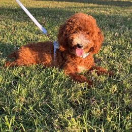 Teddy - Red  male Poodle puppy in Monrovia, California from Fancy Paws Inc