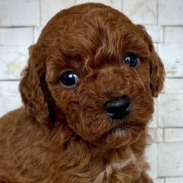 Poodles from Rouge Poodles