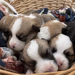 Pembroke Welsh Corgi puppies from Soaring Eagle Corgis