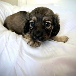 Heavy Shade Cream - Cream male Dachshund puppy in Snow Camp, North Carolina from V's Southern Angels