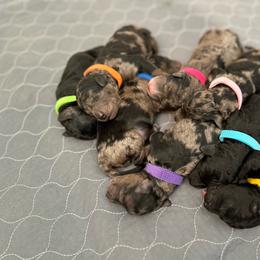 Miss Purple - Merle female Goldendoodle puppy in San Diego, California from Sensational Doodles