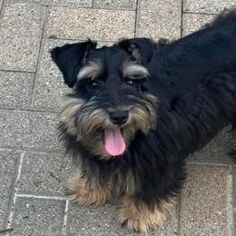 Viking - Miniature Schnauzer