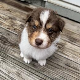 Ares - Red tri-color male Australian Shepherd puppy in Jacksonville, Florida from Solace Australian Shepherds