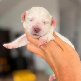 Molly - Cream female Dachshund puppy in Martinsville, Virginia from Ana’s Beautiful Doxies
