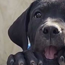 Ebony- RWB collar - Boerboel puppy in Royse City, Texas from Leontix Boerboels