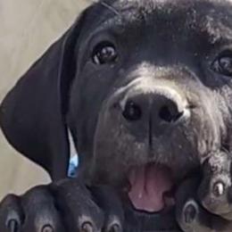 Ebony- RWB collar - Boerboel puppy in Royse City, Texas from Leontix Boerboels