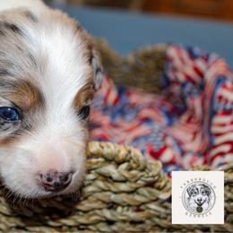 Freedom - Blue merle female Miniature Australian Shepherd puppy in Oakland, Maryland from Yarborough Kennels