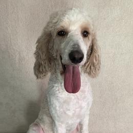 Chevy - Poodle