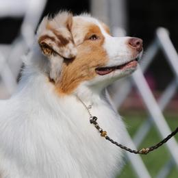 Australian Shepherd All Grown Up from Glenlake Australian Shepherds