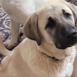 Boy 2 - Anatolian Shepherd Dog puppy in Duffield, Virginia from Ezka Miras Farms