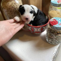 Sheepadoodle Puppies from Sunflower Family Farms