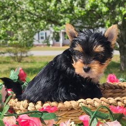 Yorkshire Terrier Puppies from Peters Pups Yorkshire Terriers